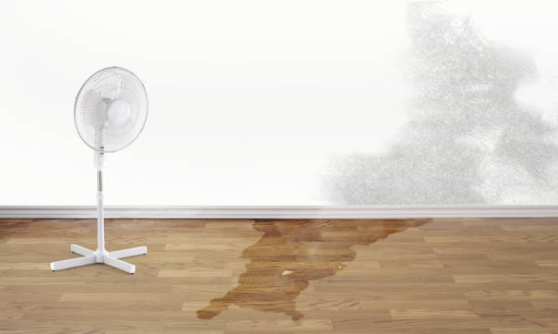 Best Basement water damage restoration  in Viola, IL
