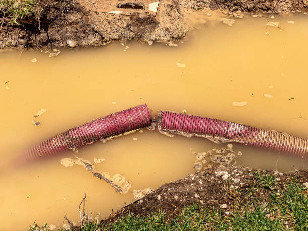 Best Water damage cleanup near me  in Viola, IL