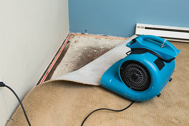 Best Professional water damage repair  in Viola, IL